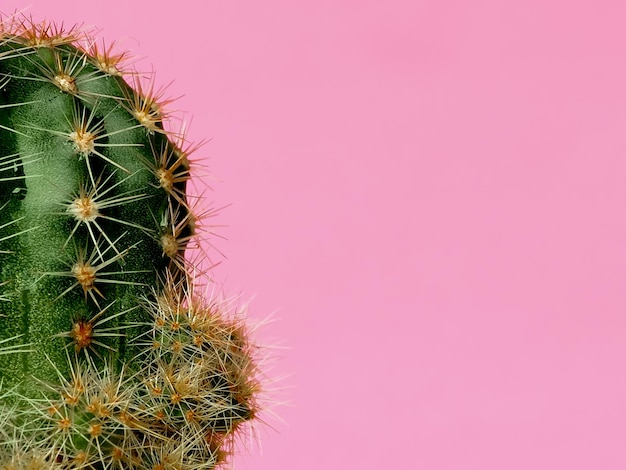 Close-up, de, um, planta cacto