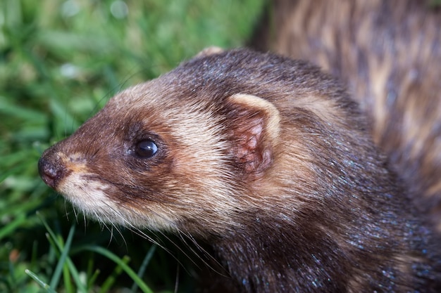 Close-up de um polecat europeu (mustela putorius)