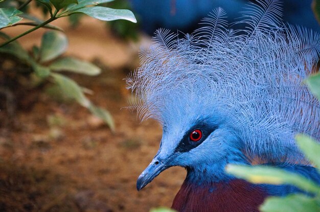 Foto close-up de um pombo coroado victoria