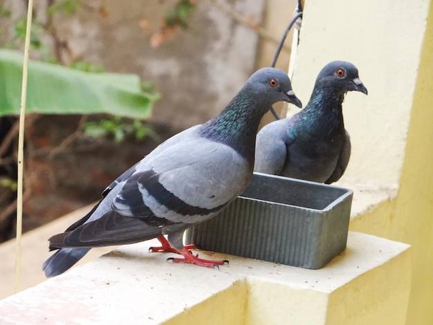 Foto close-up de um pombo empoleirado em metal