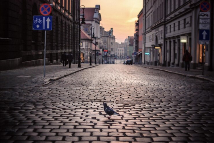 Foto close-up de um pombo empoleirado em uma rua de paralelepípedos