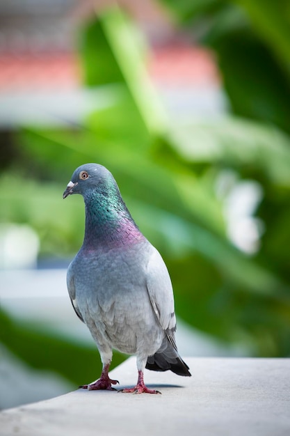 Foto close-up de um pombo empoleirado