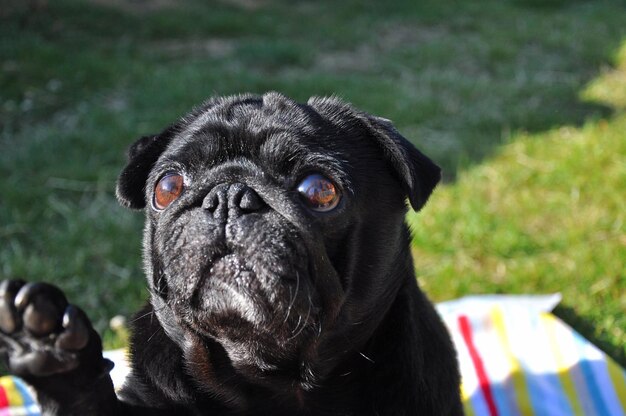 Foto close-up de um pug no campo