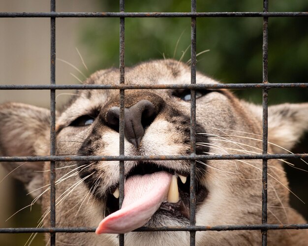 Foto close-up de um puma em gaiola no zoológico