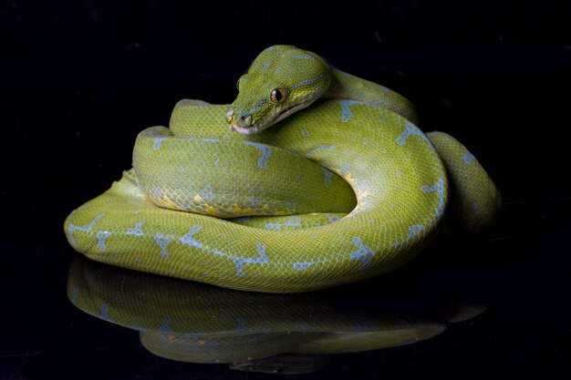 Foto close-up de um python verde