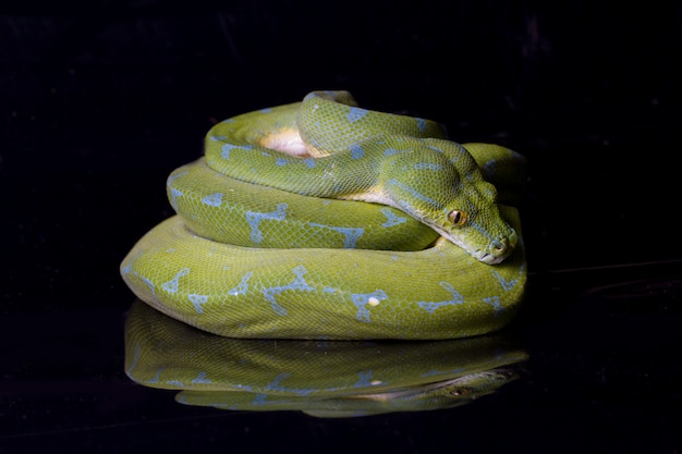 Close-up de um python verde