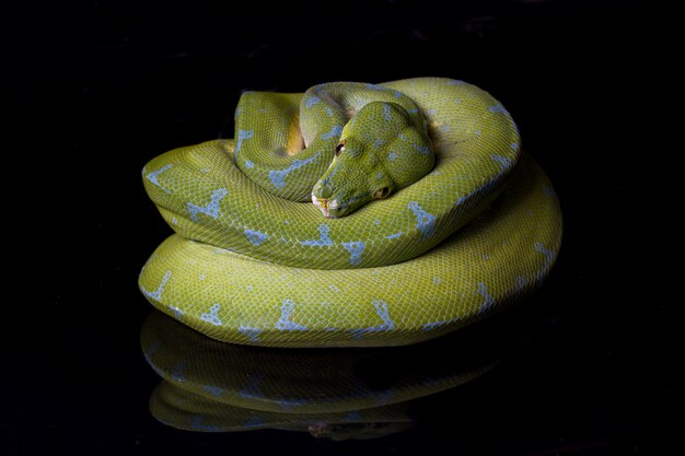 Close-up de um python verde