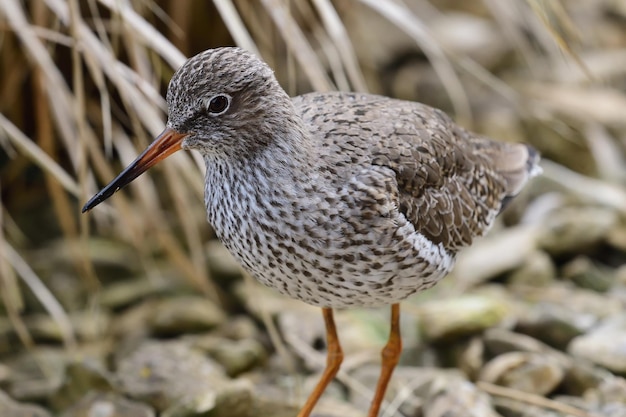 Foto close-up de um redshank