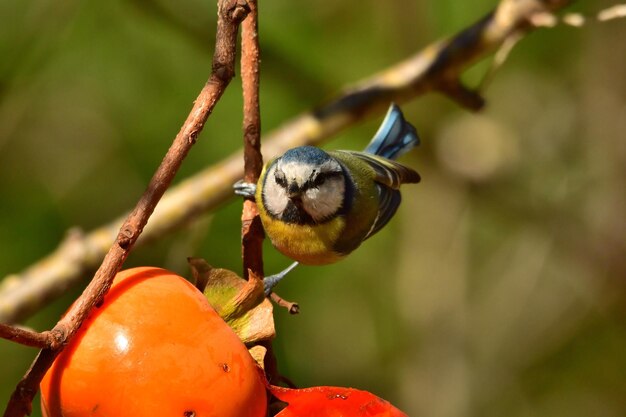 Foto close-up de um robin empoleirado em uma árvore frutífera