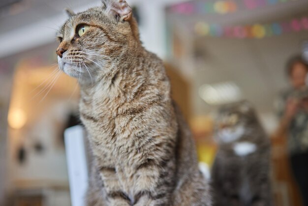 Close-up de um rosto de gato Retrato de um gatinho fêmea O gato parece curioso e alerta Imagem detalhada do rosto de um gato