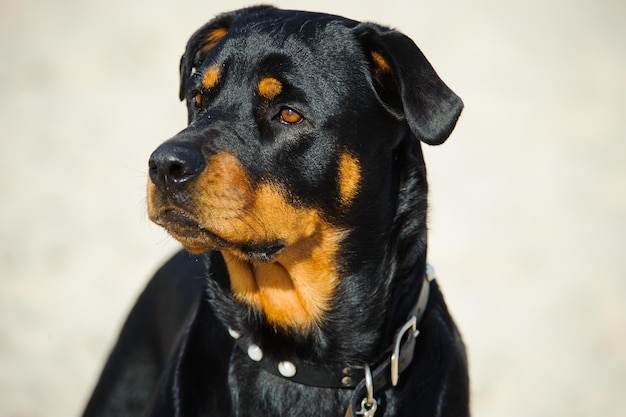 Close-up de um rottweiler