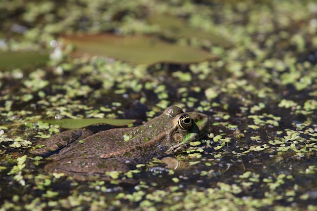 Close-up de um sapo do pântano (pelophylax ridibundus)