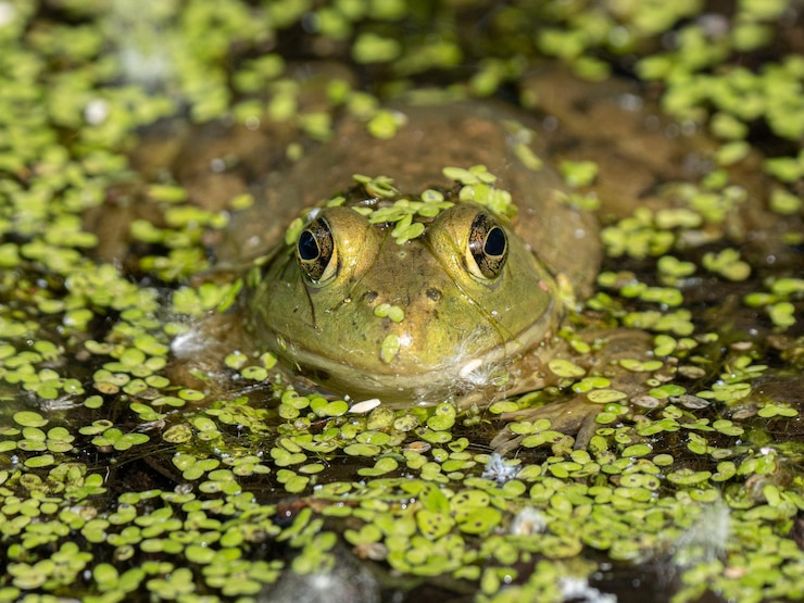 Foto close-up de um sapo em ramos de lírio em um dia ensolarado