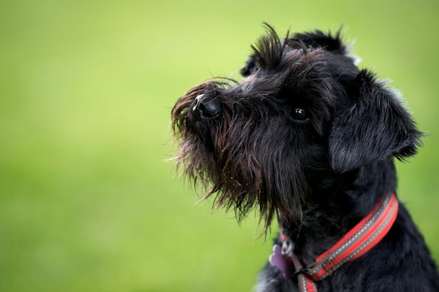 Close-up de um schnauzer em miniatura