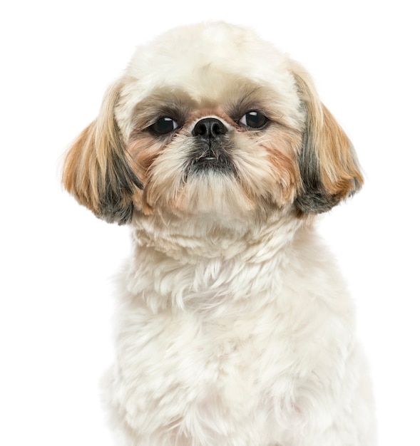 Close-up de um Shih Tzu olhando para a câmera isolada no branco