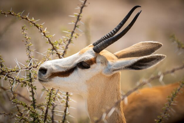 Foto close-up de um springbok de pé mastigando um arbusto de espinhos