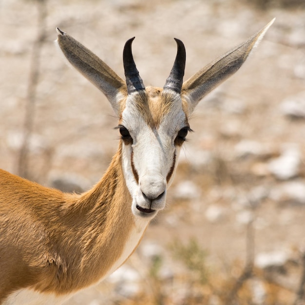 Foto close-up de um springbok