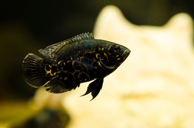 Foto close-up de um tanque de natação de peixes