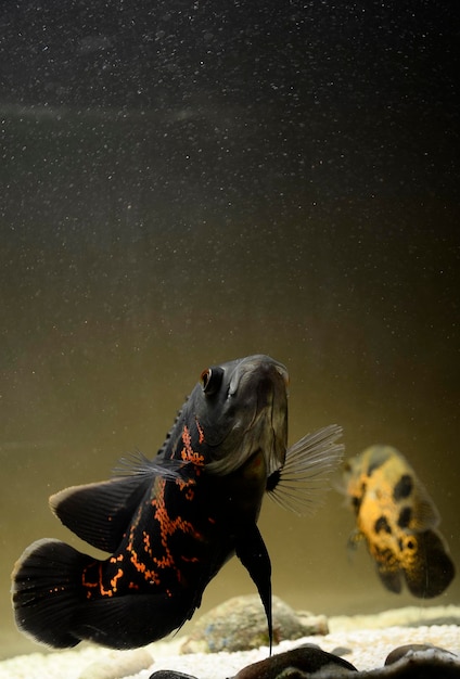Close-up de um tanque de natação de peixes