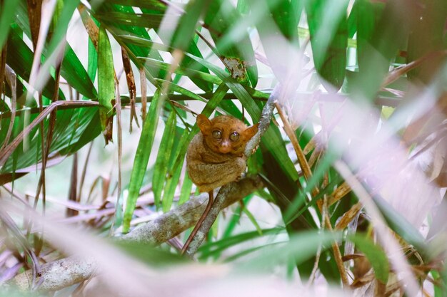 Close-up de um tarsário em uma árvore