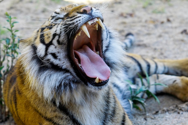 Foto close-up de um tigre bocejando