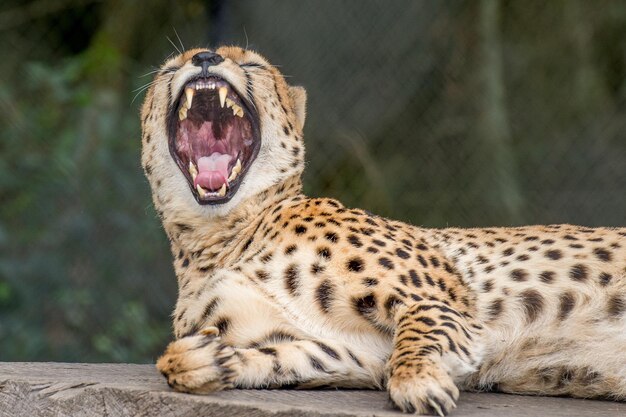 Foto close-up de um tigre bocejando