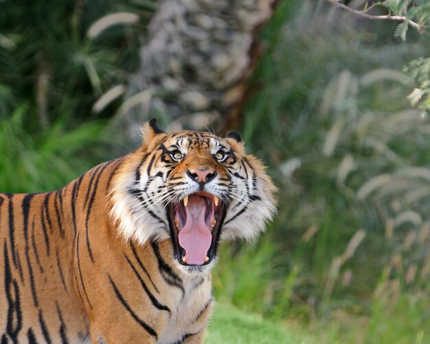 Foto close-up de um tigre rugindo na floresta