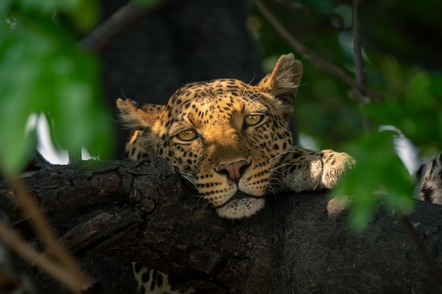 Close-up de um tigre