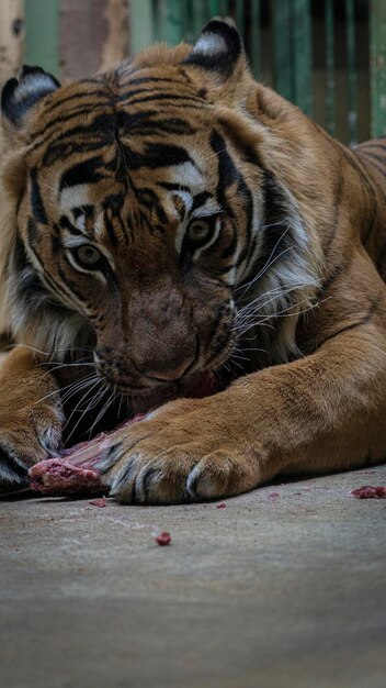 Foto close-up de um tigre