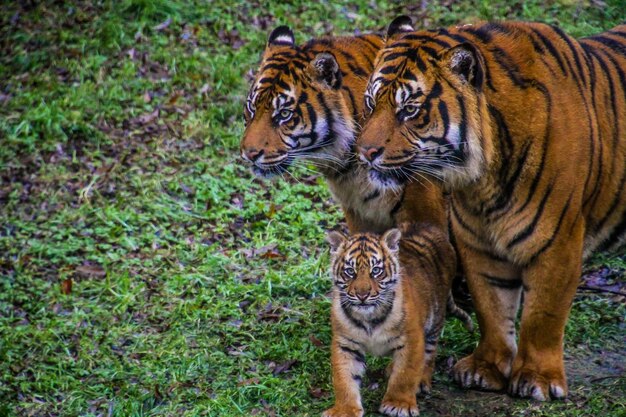 Foto close-up de um tigre