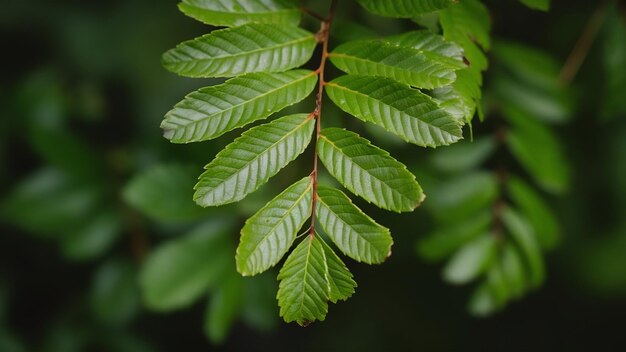 Close-up de um tipo de folha de faixa com folhas verdes borradas