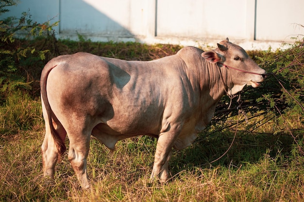 Foto close-up de um touro de gado na tailândia