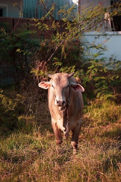 Close-up de um touro de gado olhando para a câmera na Tailândia