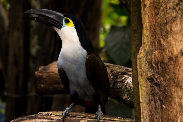 Close-up de um tucano bonito no peito azul