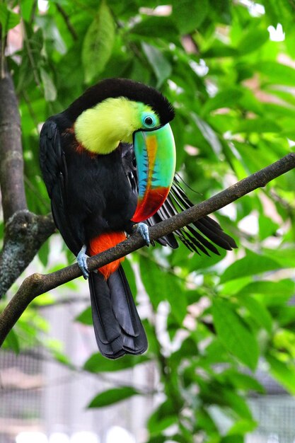 Foto close-up de um tucano empoleirado em um galho