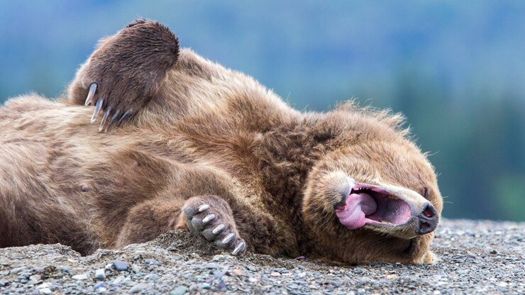 Foto close-up de um urso bocejando