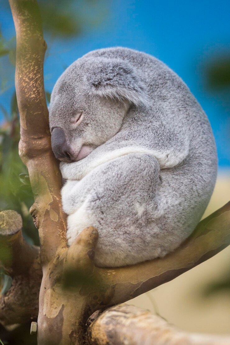 Foto close-up de um urso koala dormindo em uma árvore