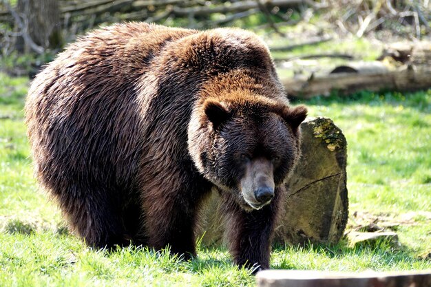 Foto close-up de um urso