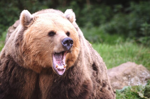 Foto close-up de um urso