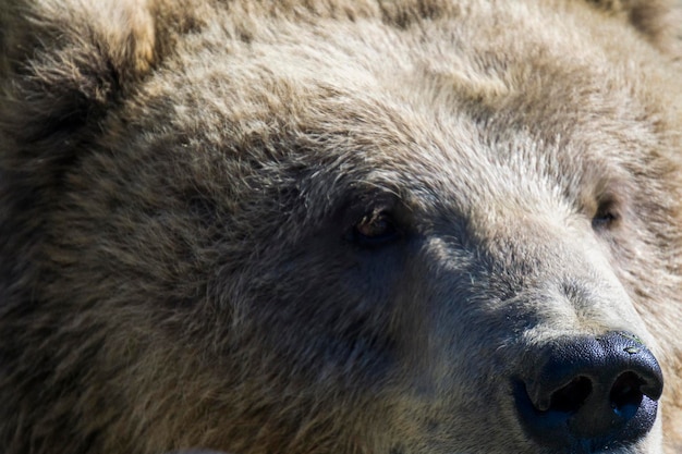 close-up de um urso