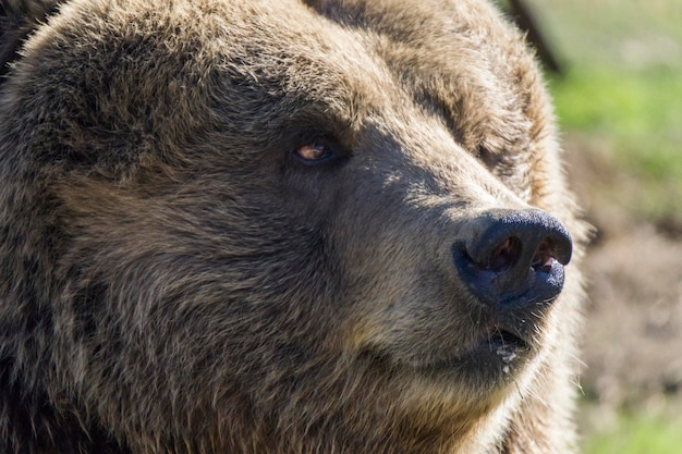 close-up de um urso