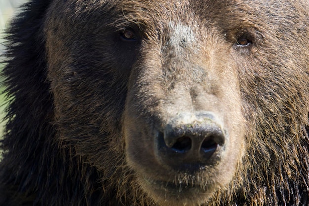 Close-up de um urso