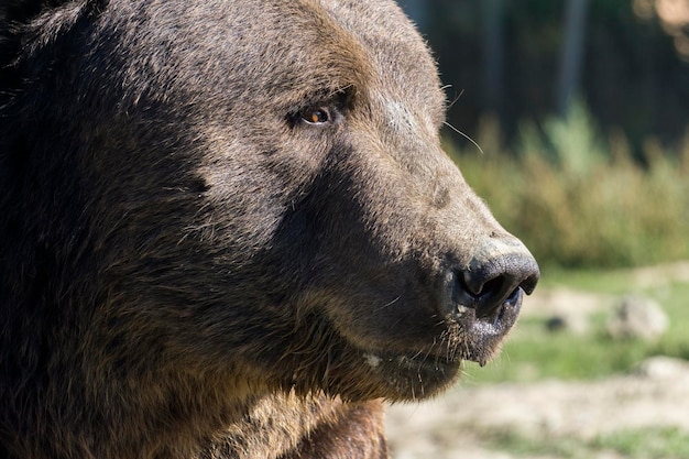 close-up de um urso