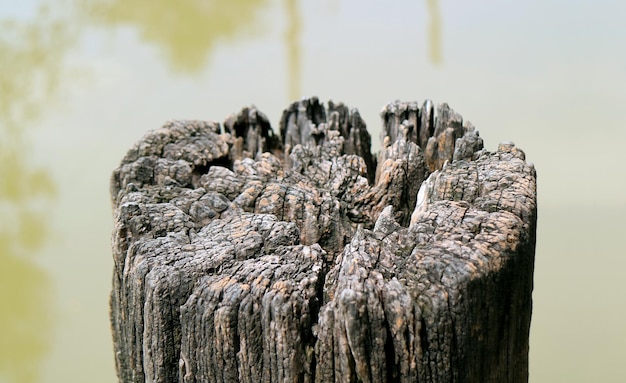 Close-up de um velho toco de árvore seca à beira do rio