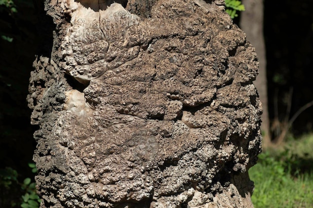 close-up de um velho tronco de árvore irregular