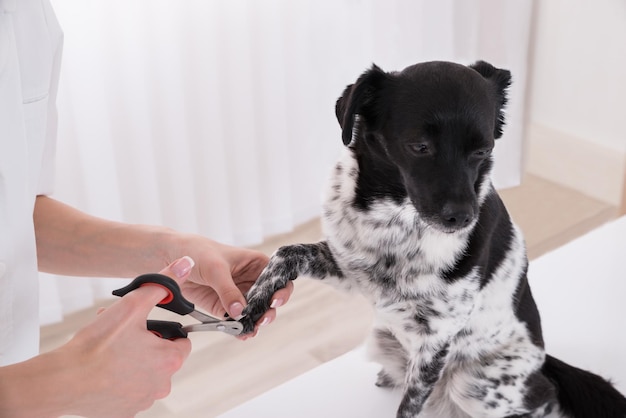 Close-up de um veterinário a cortar a unha de um cão