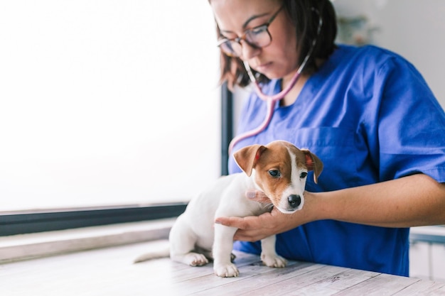 Foto close-up de um veterinário examinando um cão no hospital