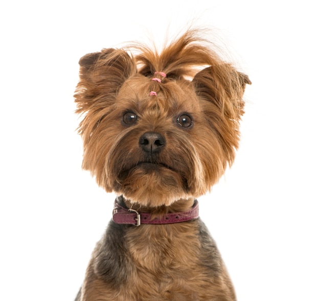 Foto close-up de um yorkshire terrier, isolado no branco