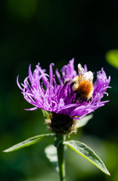 Close-up de uma abelha assentada no topo coletando pólen de uma flor de violeta selvagem