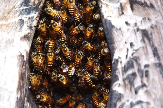 Foto close-up de uma abelha no tronco de uma árvore